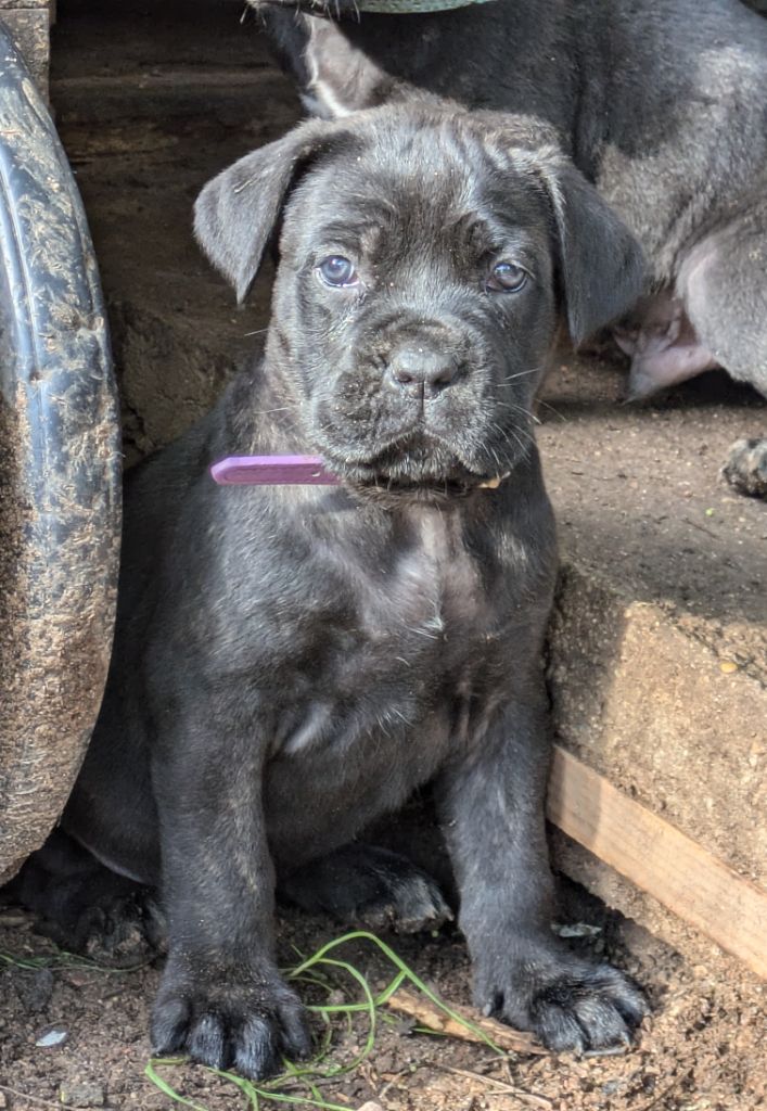 Des Légions D'Holga - Chiot disponible  - Cane Corso