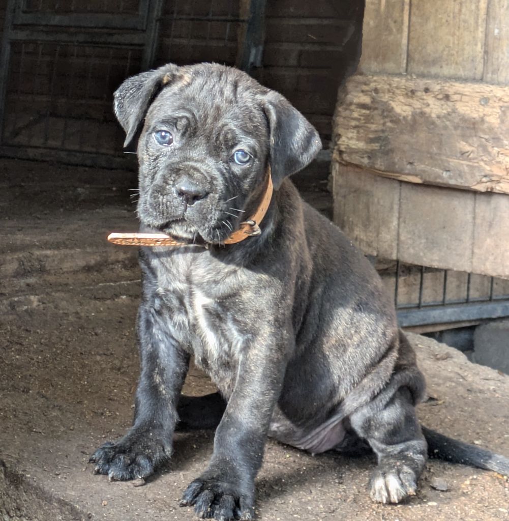 Des Légions D'Holga - Chiot disponible  - Cane Corso