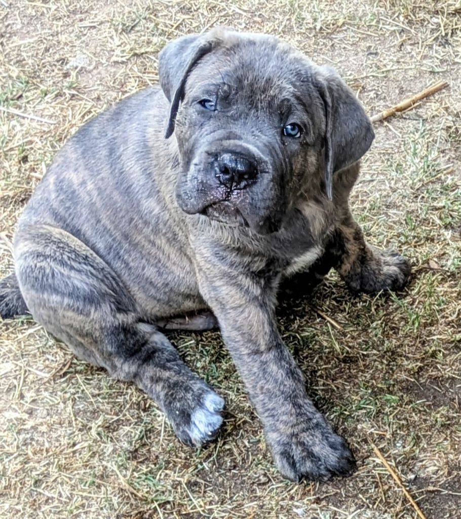Des Légions D'Holga - Chiots disponibles - Cane Corso