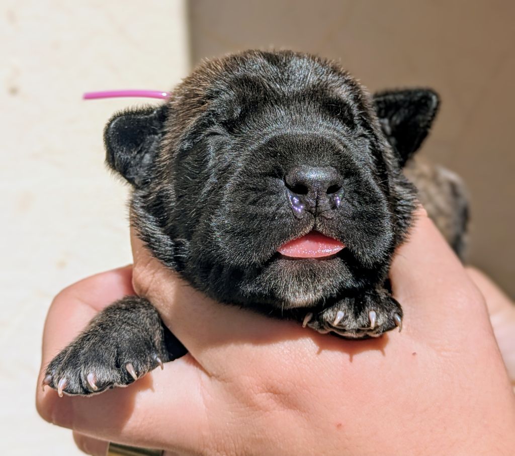 Des Légions D'Holga - Chiots disponibles - Cane Corso