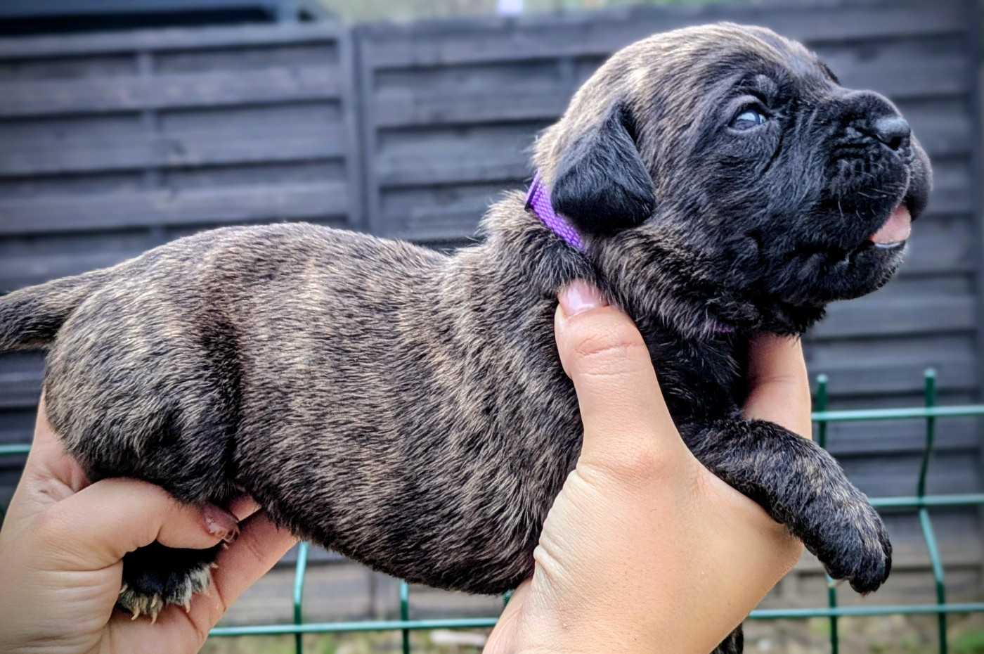 Des Légions D'Holga - Chiots disponibles - Cane Corso