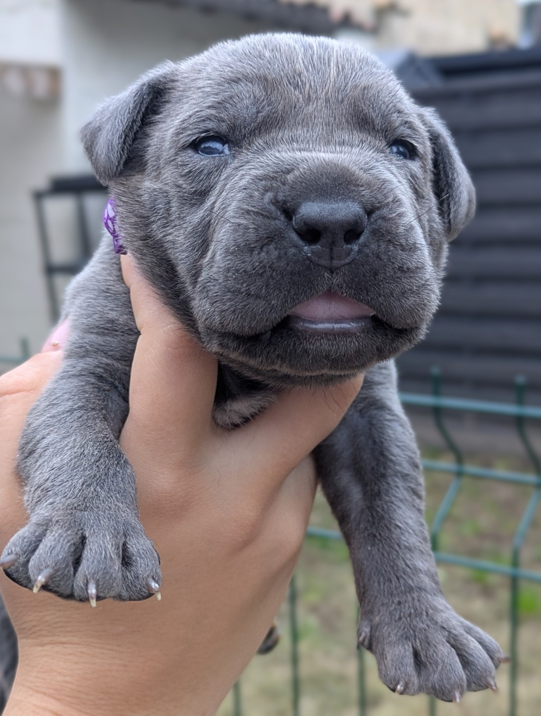 Des Légions D'Holga - Chiots disponibles - Cane Corso