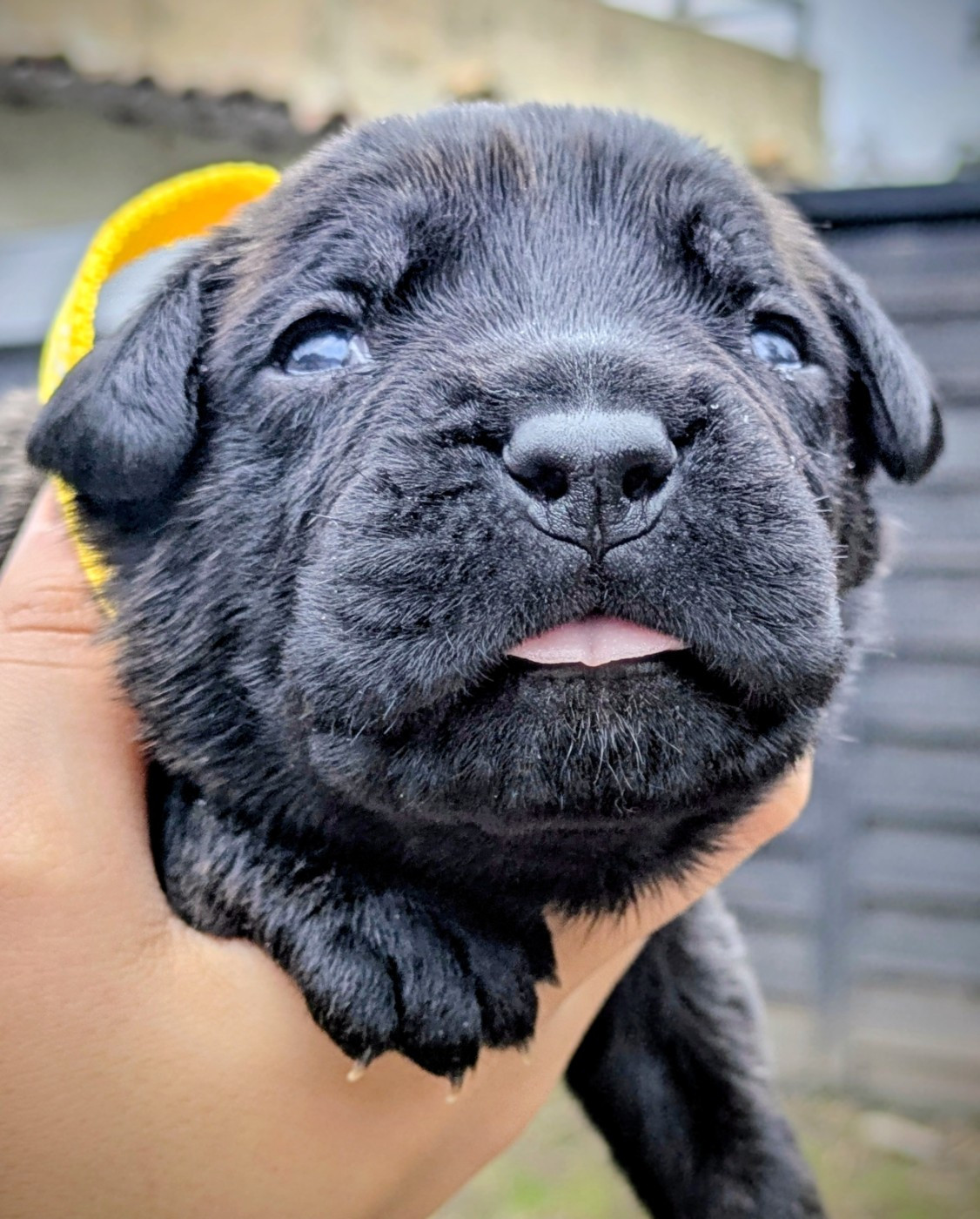 Des Légions D'Holga - Chiots disponibles - Cane Corso