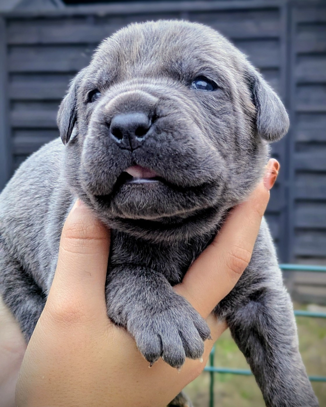 Des Légions D'Holga - Chiots disponibles - Cane Corso
