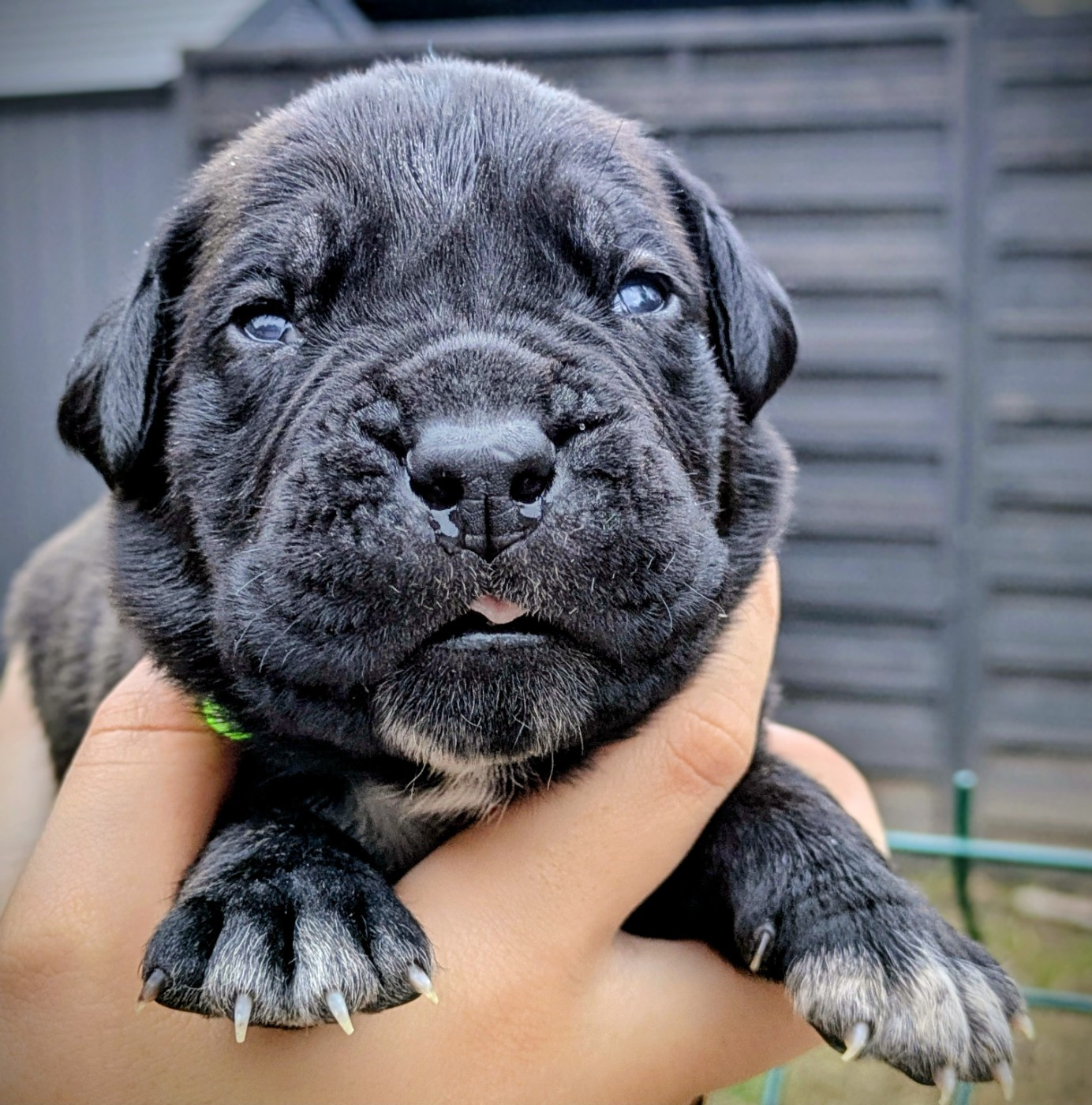 Des Légions D'Holga - Chiots disponibles - Cane Corso
