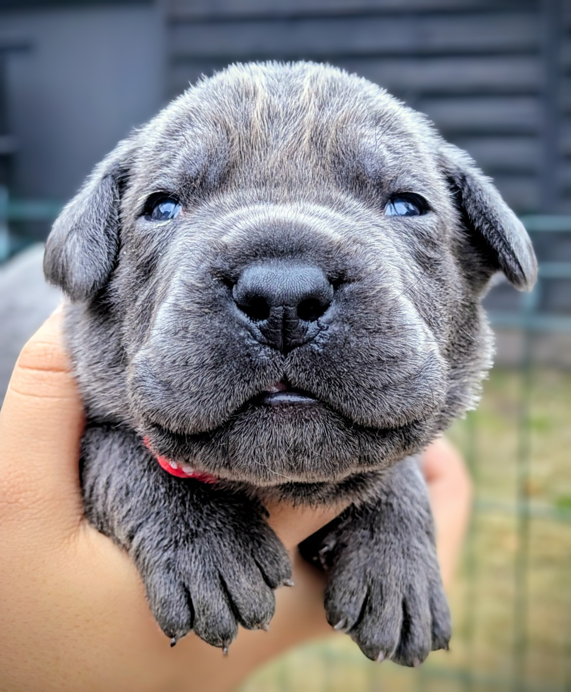 Des Légions D'Holga - Chiots disponibles - Cane Corso
