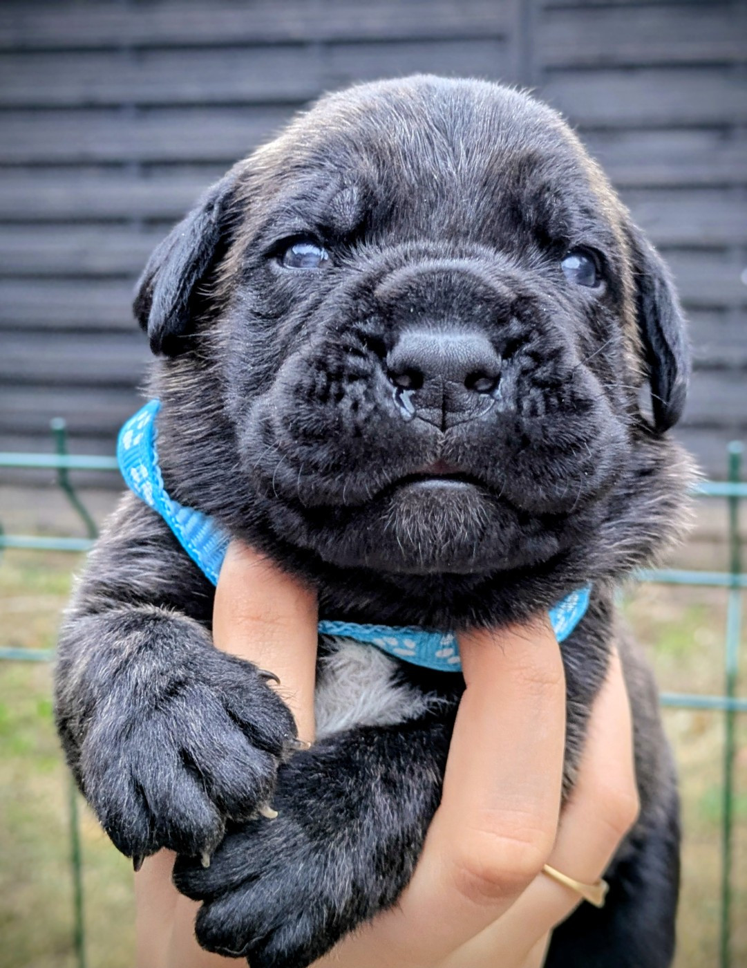 Des Légions D'Holga - Chiots disponibles - Cane Corso