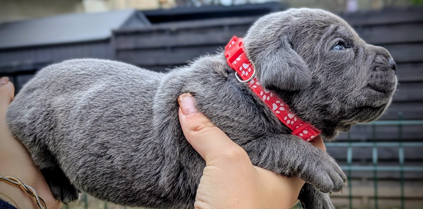 Chiot Cane Corso Des Légions D'Holga