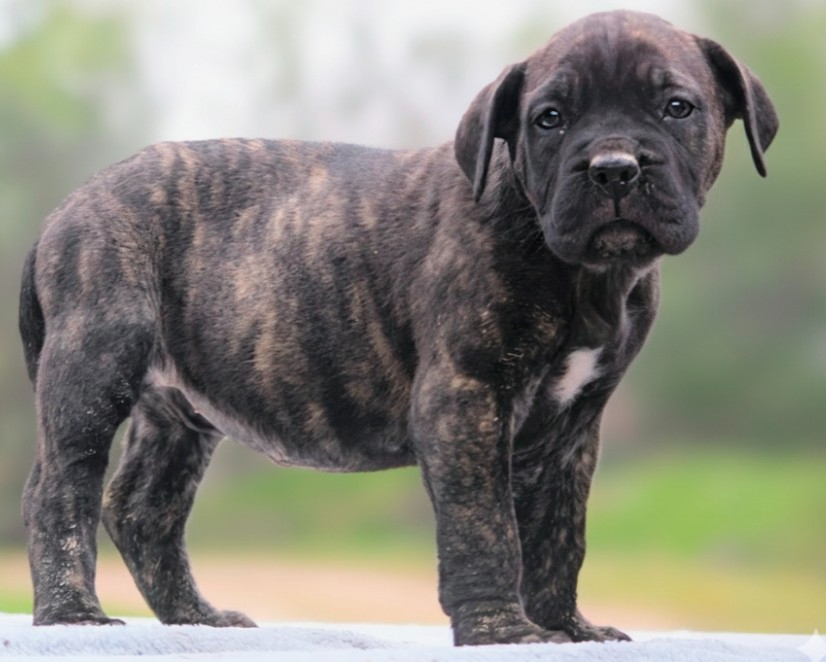 Des Légions D'Holga - Chiots disponibles - Cane Corso