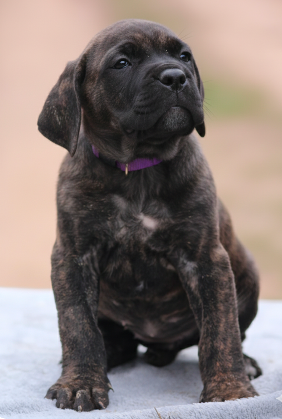 Des Légions D'Holga - Chiots disponibles - Cane Corso