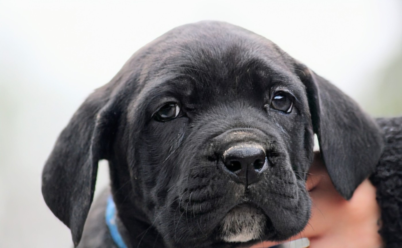 Des Légions D'Holga - Chiots disponibles - Cane Corso