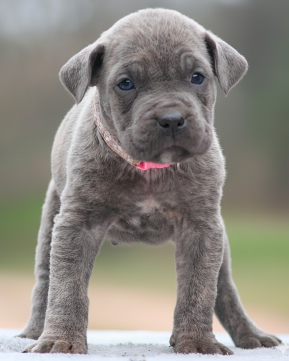 Des Légions D'Holga - Chiots disponibles - Cane Corso