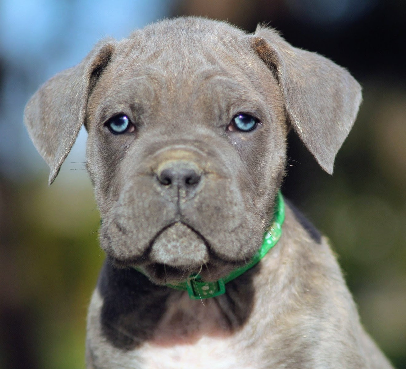 Des Légions D'Holga - Chiots disponibles - Cane Corso