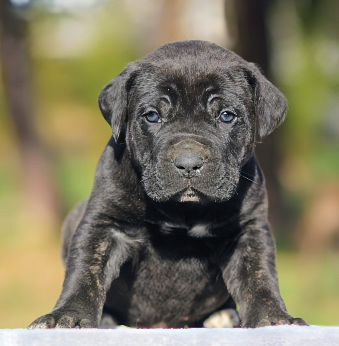 Des Légions D'Holga - Chiots disponibles - Cane Corso