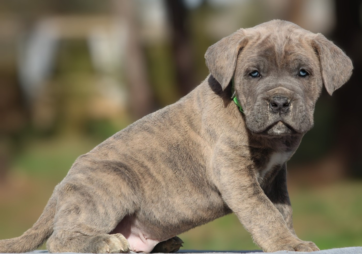 Chiot Cane Corso Des Légions D'Holga