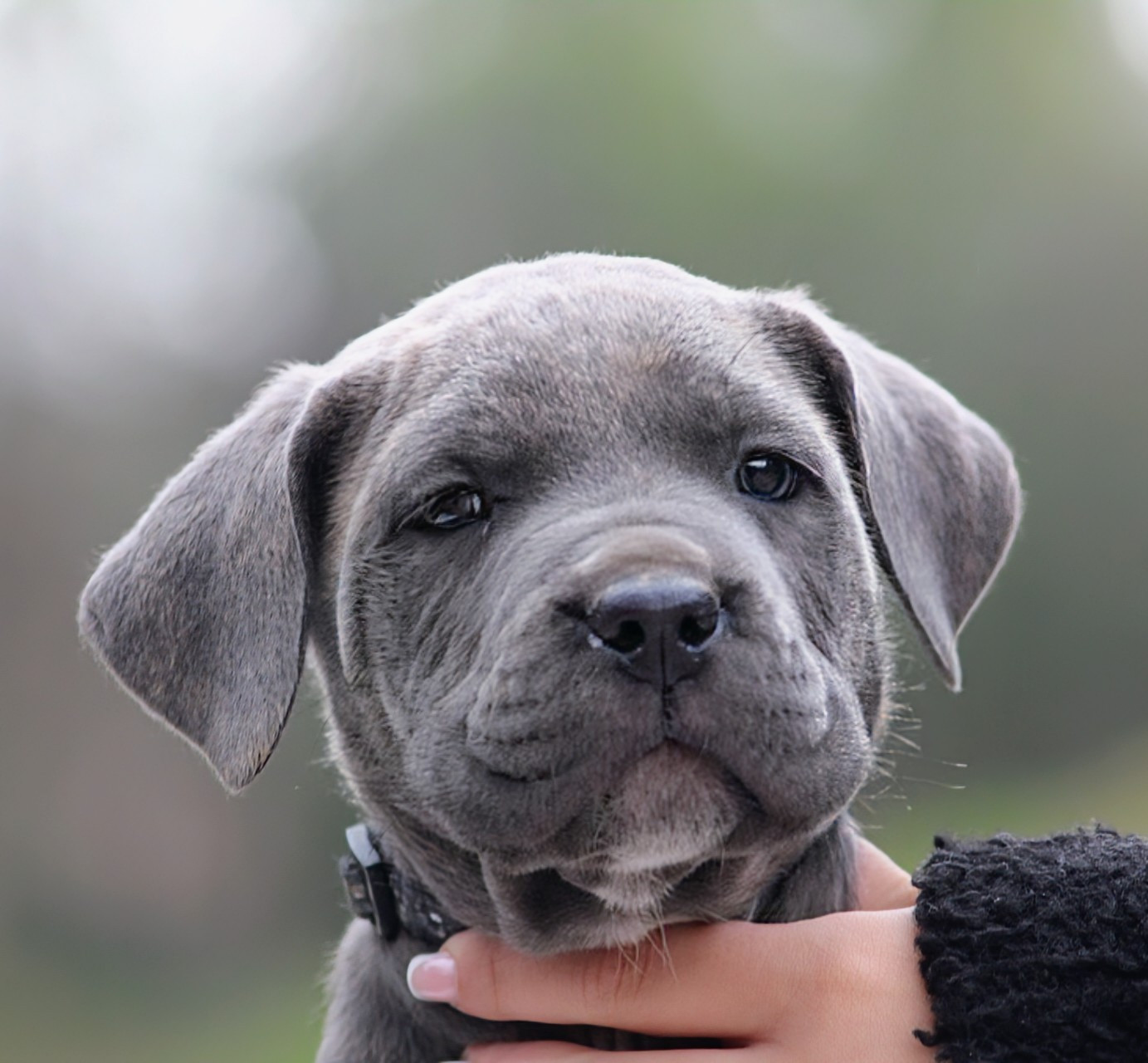 Des Légions D'Holga - Chiots disponibles - Cane Corso