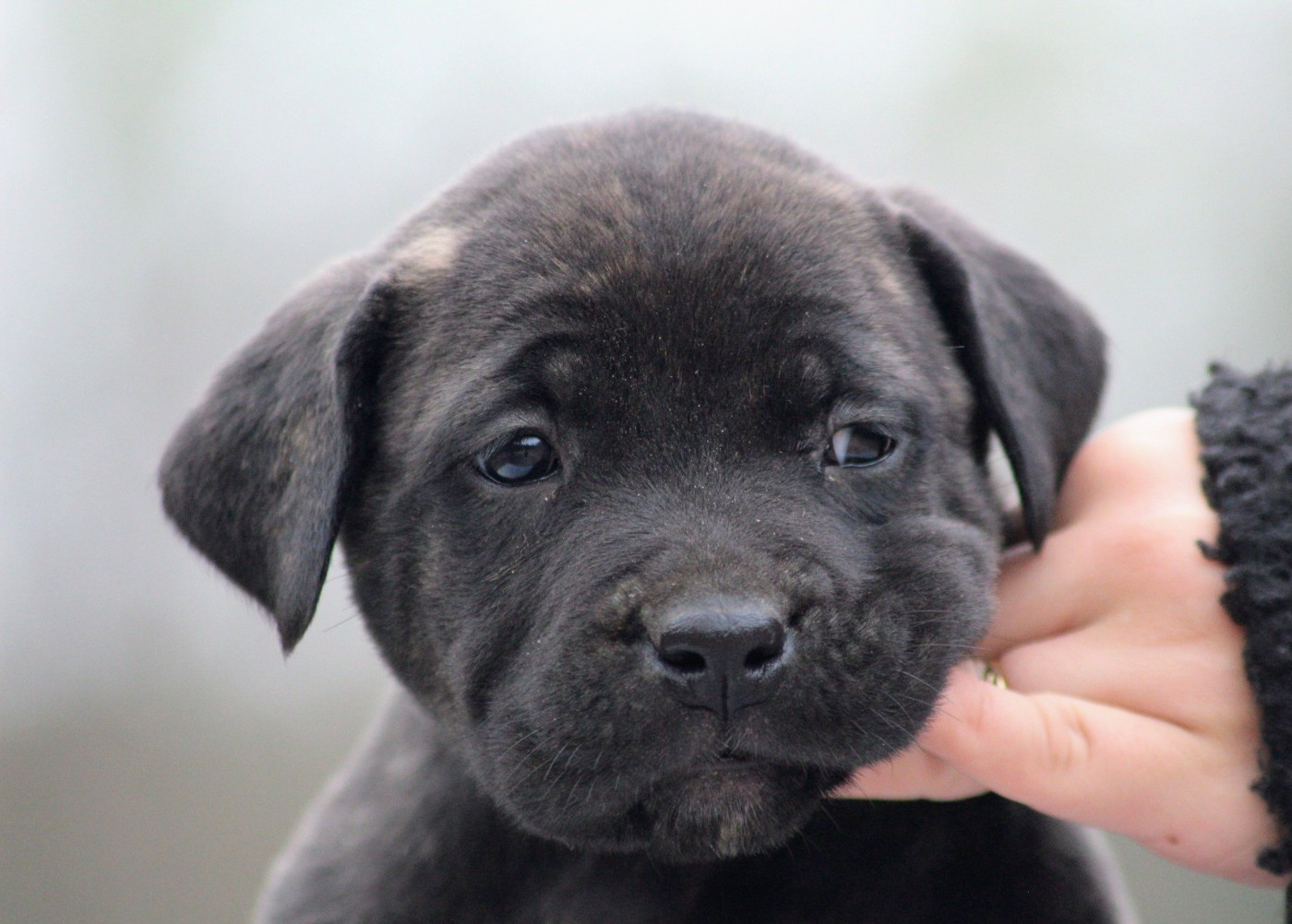 Des Légions D'Holga - Chiots disponibles - Cane Corso