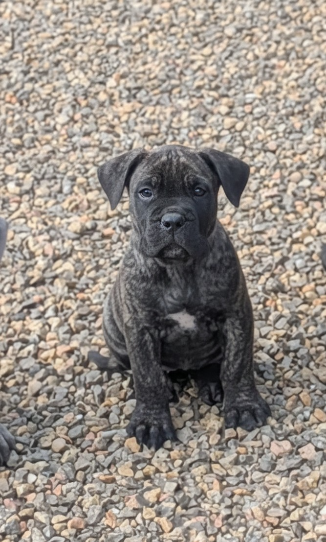 Des Légions D'Holga - Chiots disponibles - Cane Corso