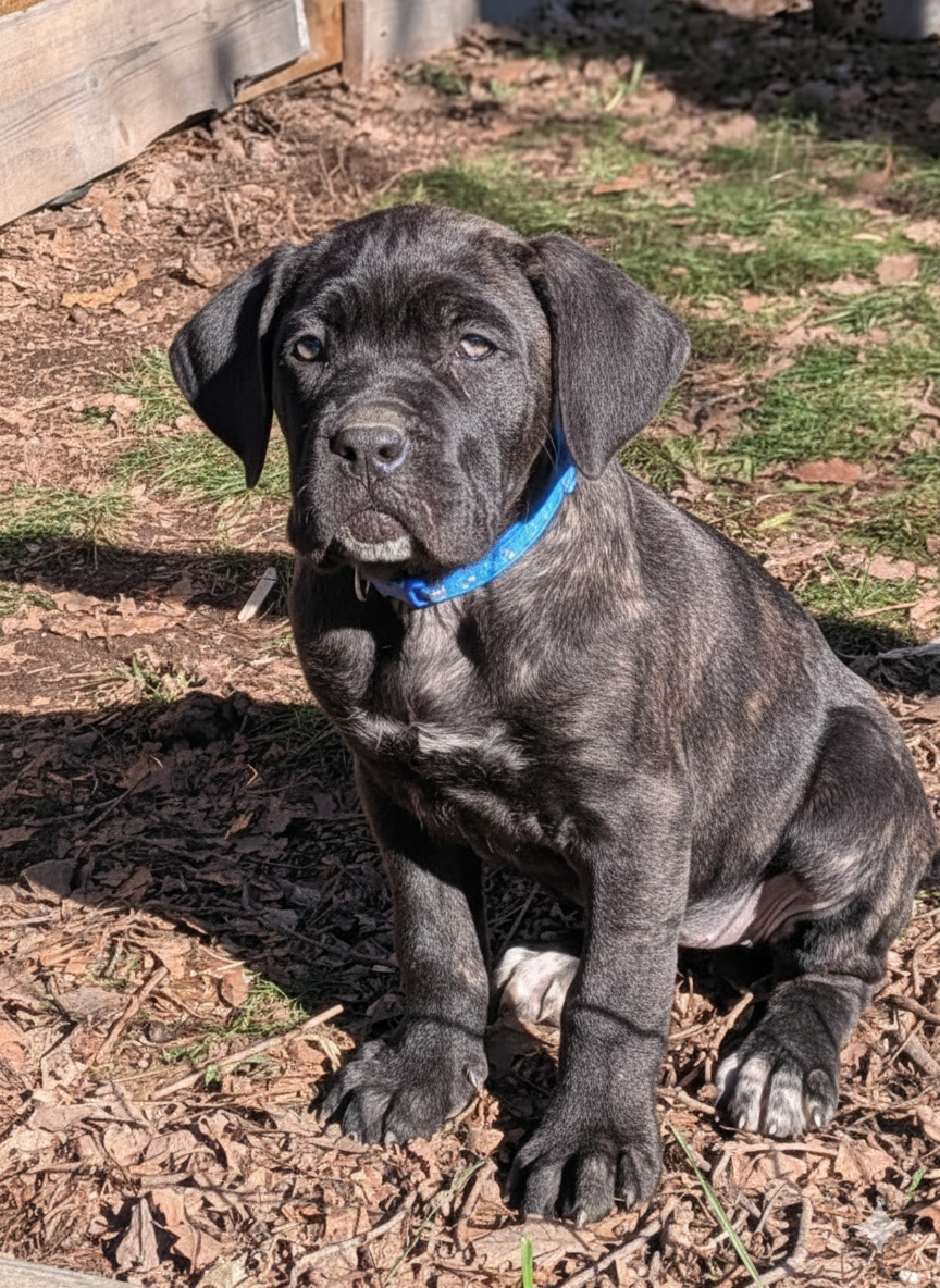 Des Légions D'Holga - Chiots disponibles - Cane Corso