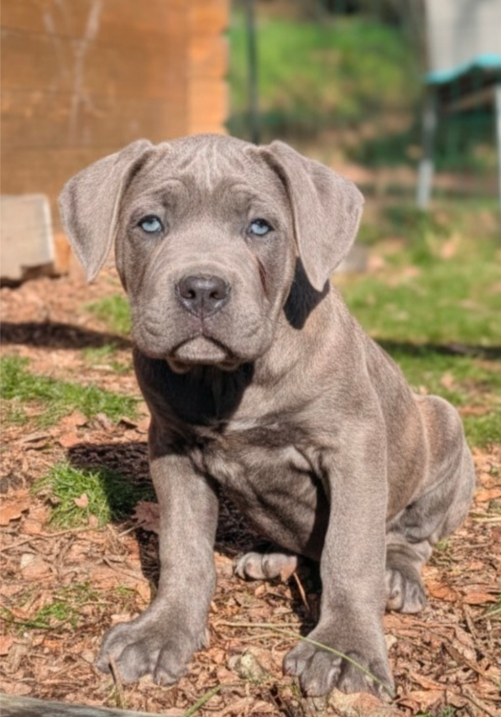 Des Légions D'Holga - Chiots disponibles - Cane Corso