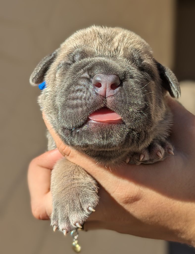 Des Légions D'Holga - Chiots disponibles - Cane Corso