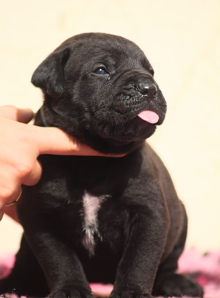 Des Légions D'Holga - Chiots disponibles - Cane Corso