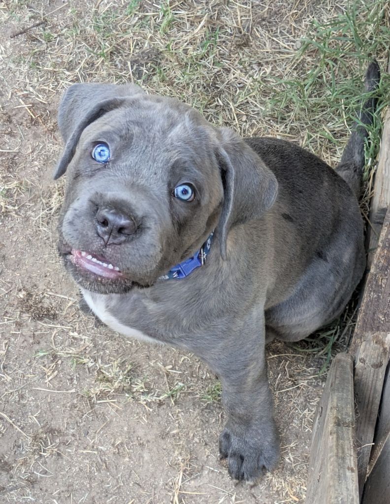 Des Légions D'Holga - Chiots disponibles - Cane Corso