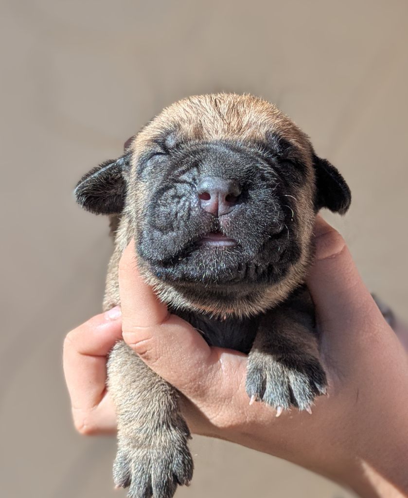 Des Légions D'Holga - Chiots disponibles - Cane Corso