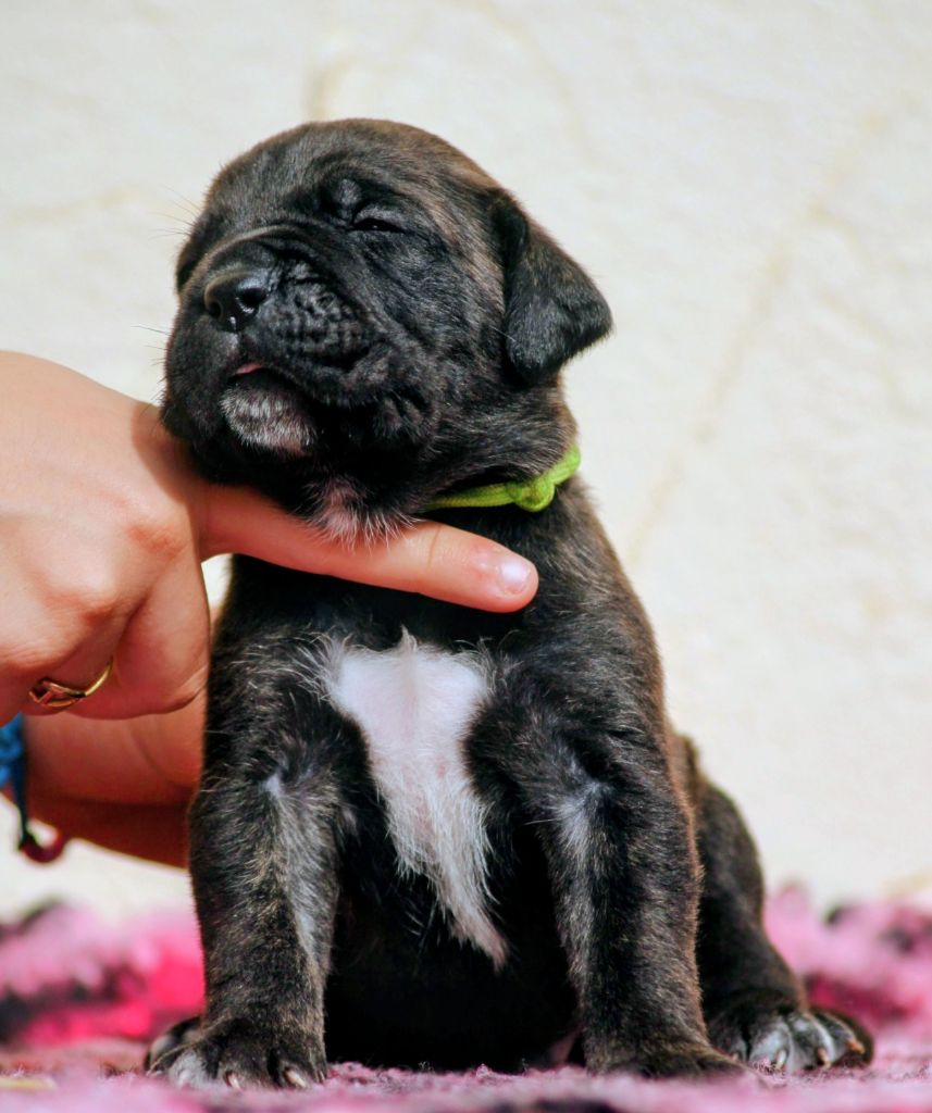 Des Légions D'Holga - Chiots disponibles - Cane Corso