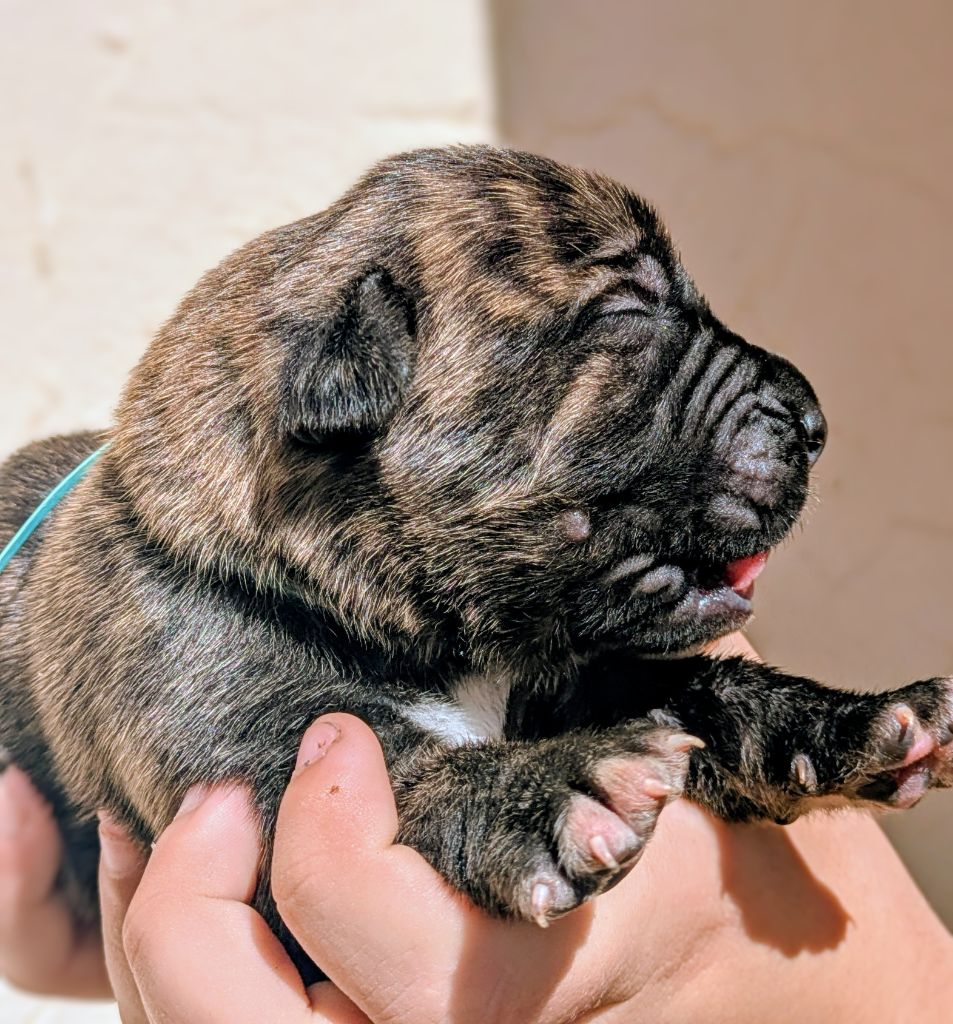 Des Légions D'Holga - Chiots disponibles - Cane Corso