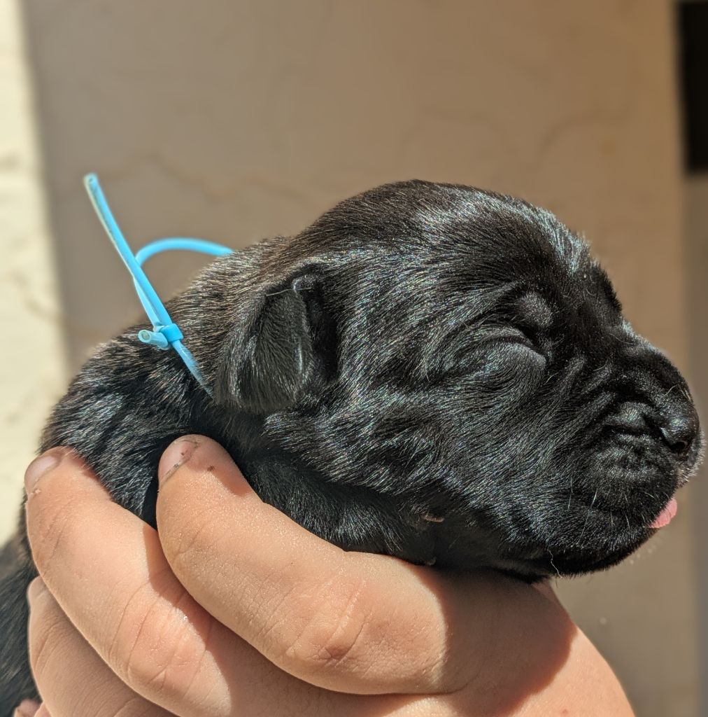Des Légions D'Holga - Chiots disponibles - Cane Corso