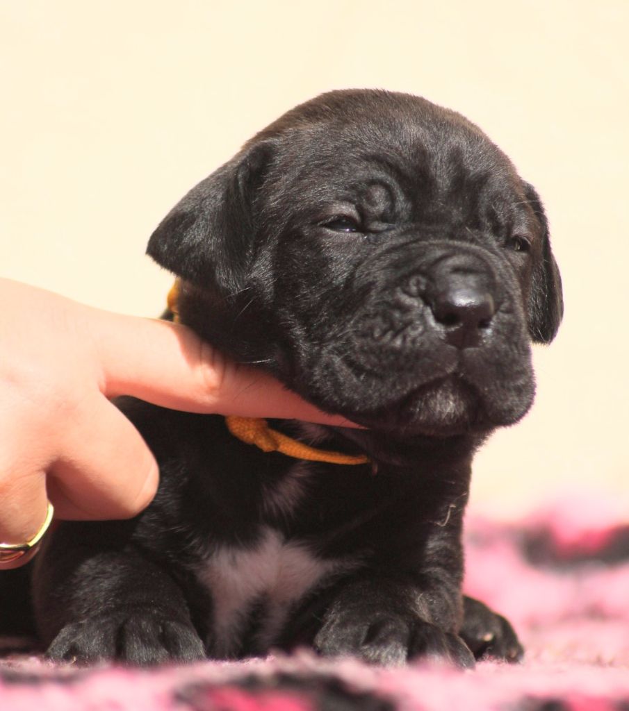 Des Légions D'Holga - Chiots disponibles - Cane Corso