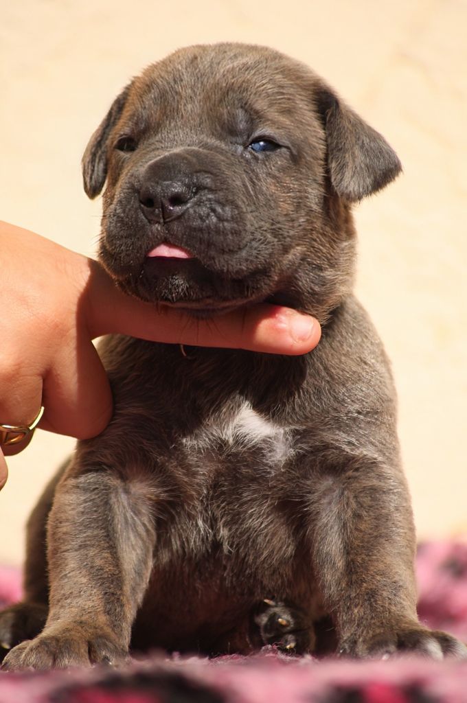 Des Légions D'Holga - Chiots disponibles - Cane Corso