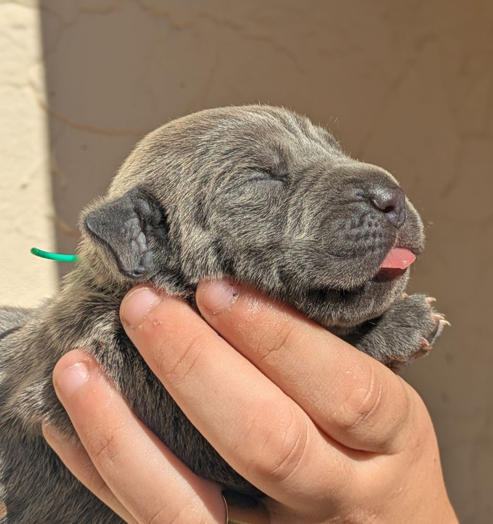 Des Légions D'Holga - Chiots disponibles - Cane Corso