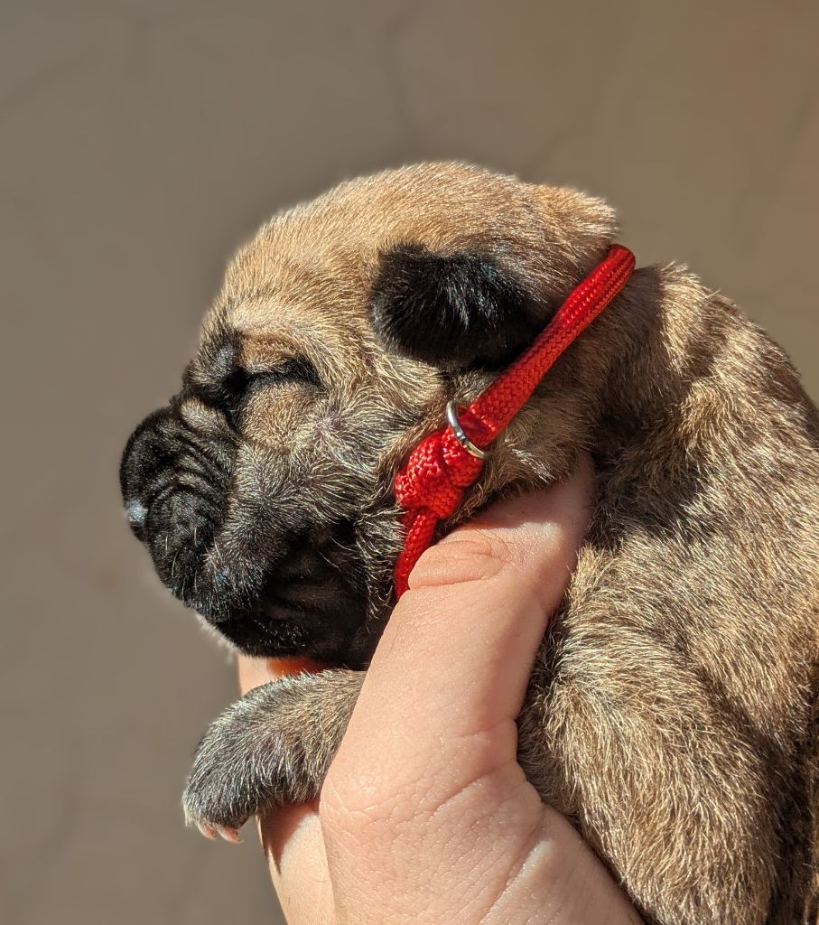 Des Légions D'Holga - Chiots disponibles - Cane Corso