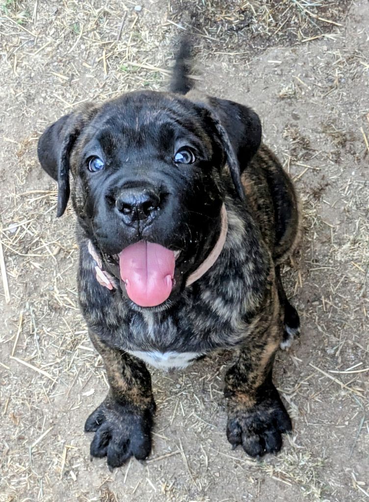 Des Légions D'Holga - Chiots disponibles - Cane Corso