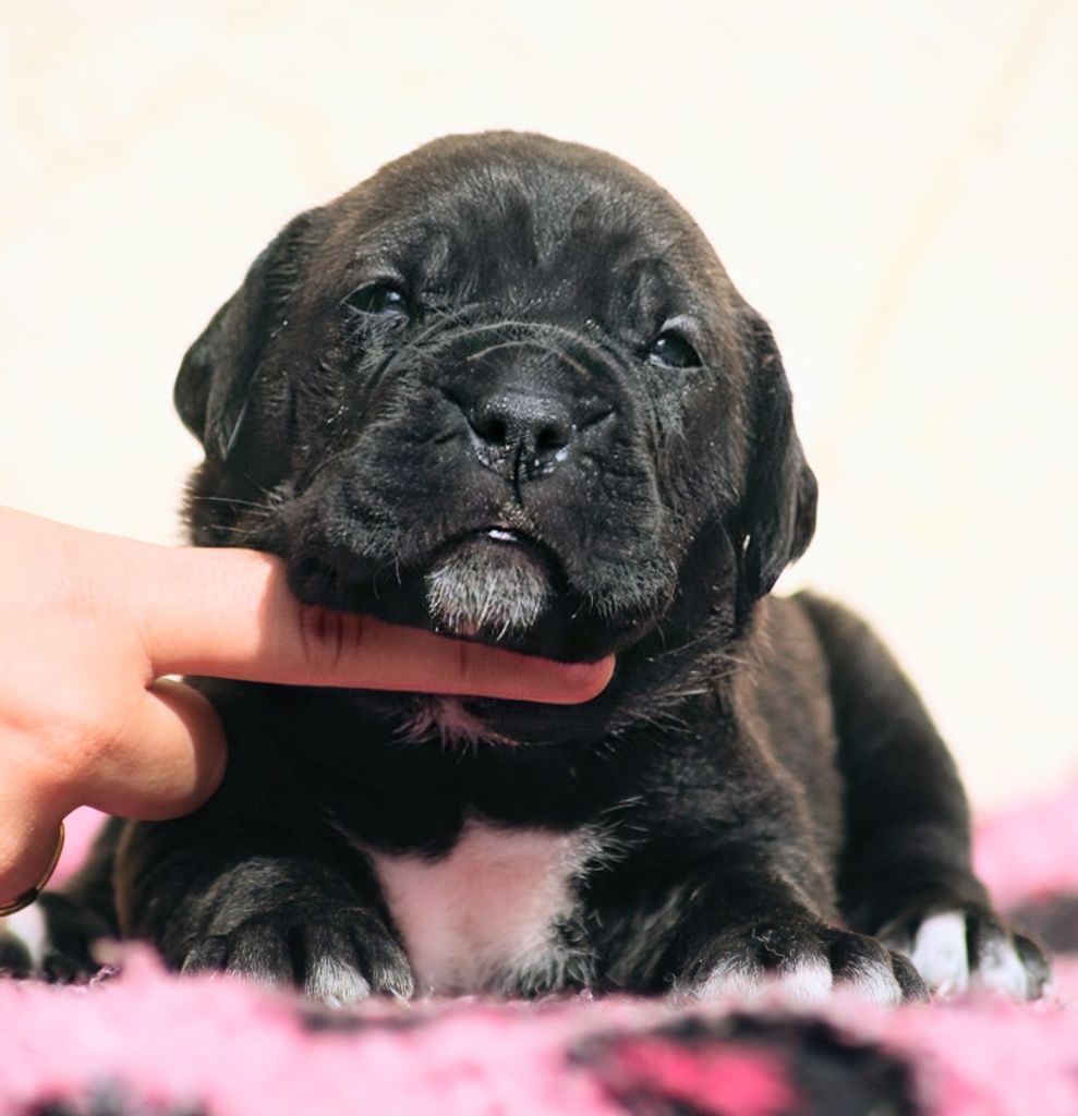 Des Légions D'Holga - Chiots disponibles - Cane Corso