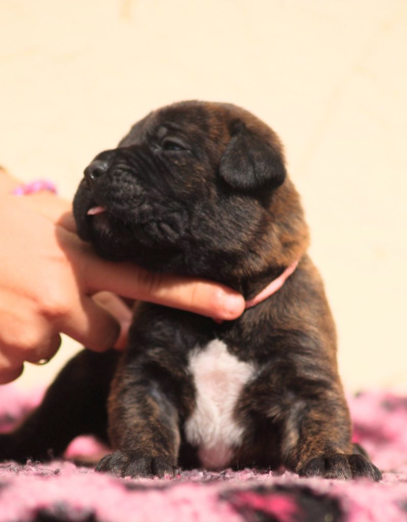 Des Légions D'Holga - Chiots disponibles - Cane Corso