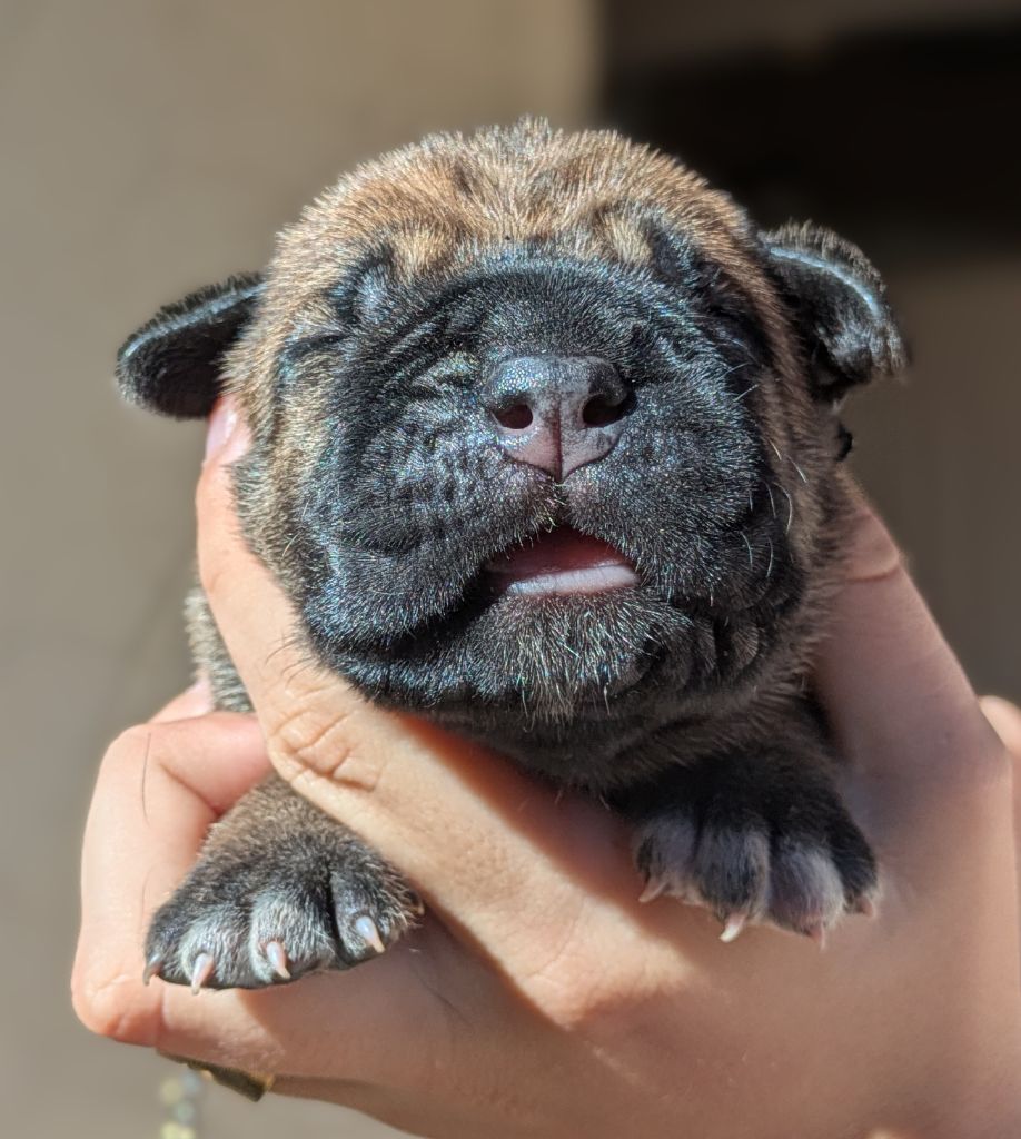 Des Légions D'Holga - Chiots disponibles - Cane Corso