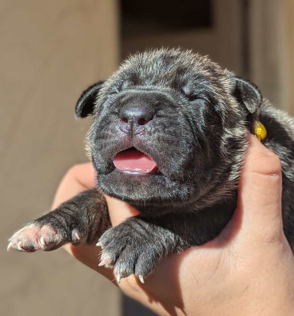 Des Légions D'Holga - Chiots disponibles - Cane Corso