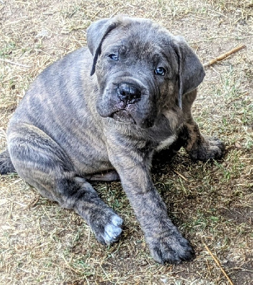 CHIOT 1