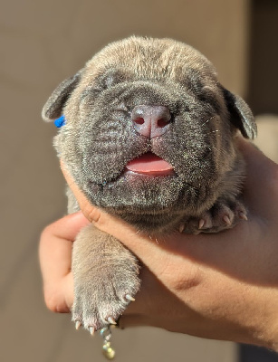 CHIOT