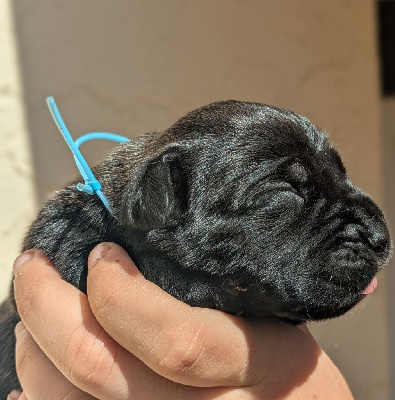 CHIOT