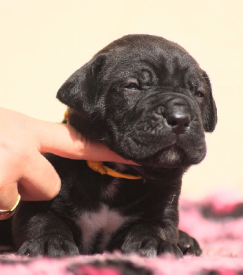 CHIOT