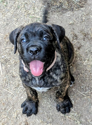 CHIOT 3