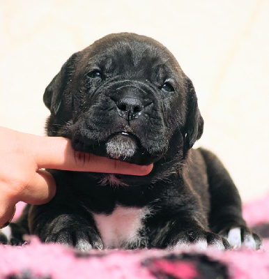 CHIOT