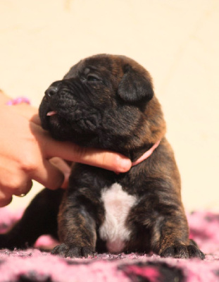 CHIOT