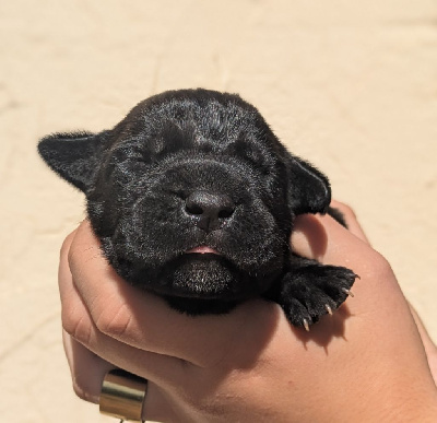 CHIOT