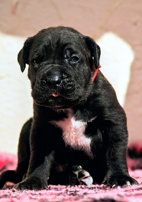CHIOT