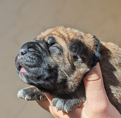 CHIOT